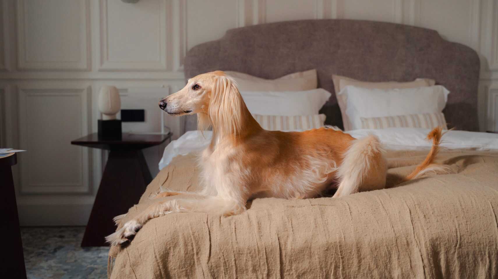 วิธีการเลือกเฟอร์นิเจอร์ที่ใช้ได้ทั้งคนและสัตว์เลี้ยง